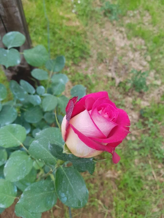 Piano di Follo B&B La Damigiana Fioi מראה חיצוני תמונה