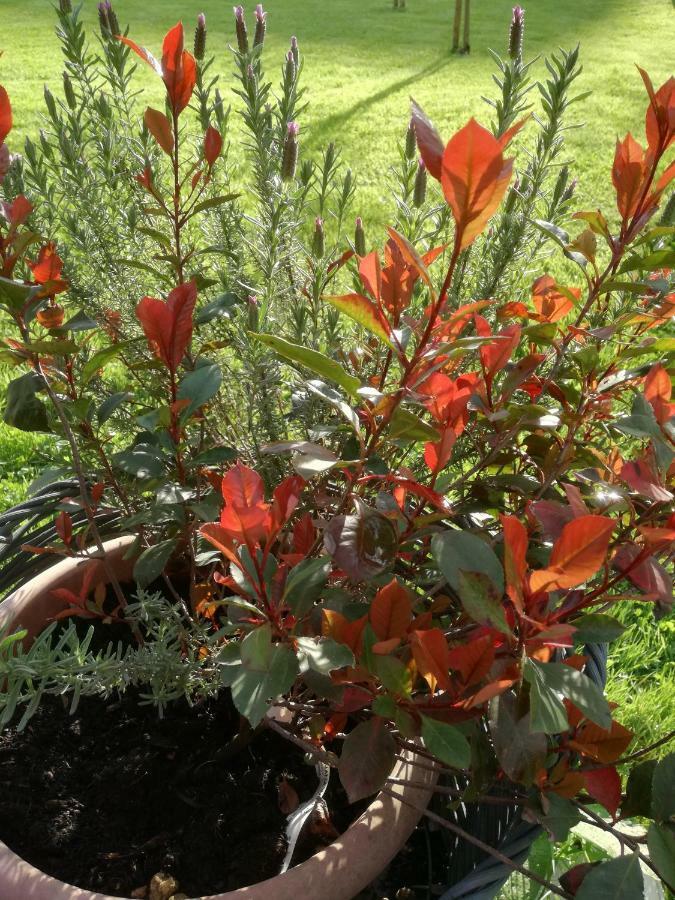 Piano di Follo B&B La Damigiana Fioi מראה חיצוני תמונה