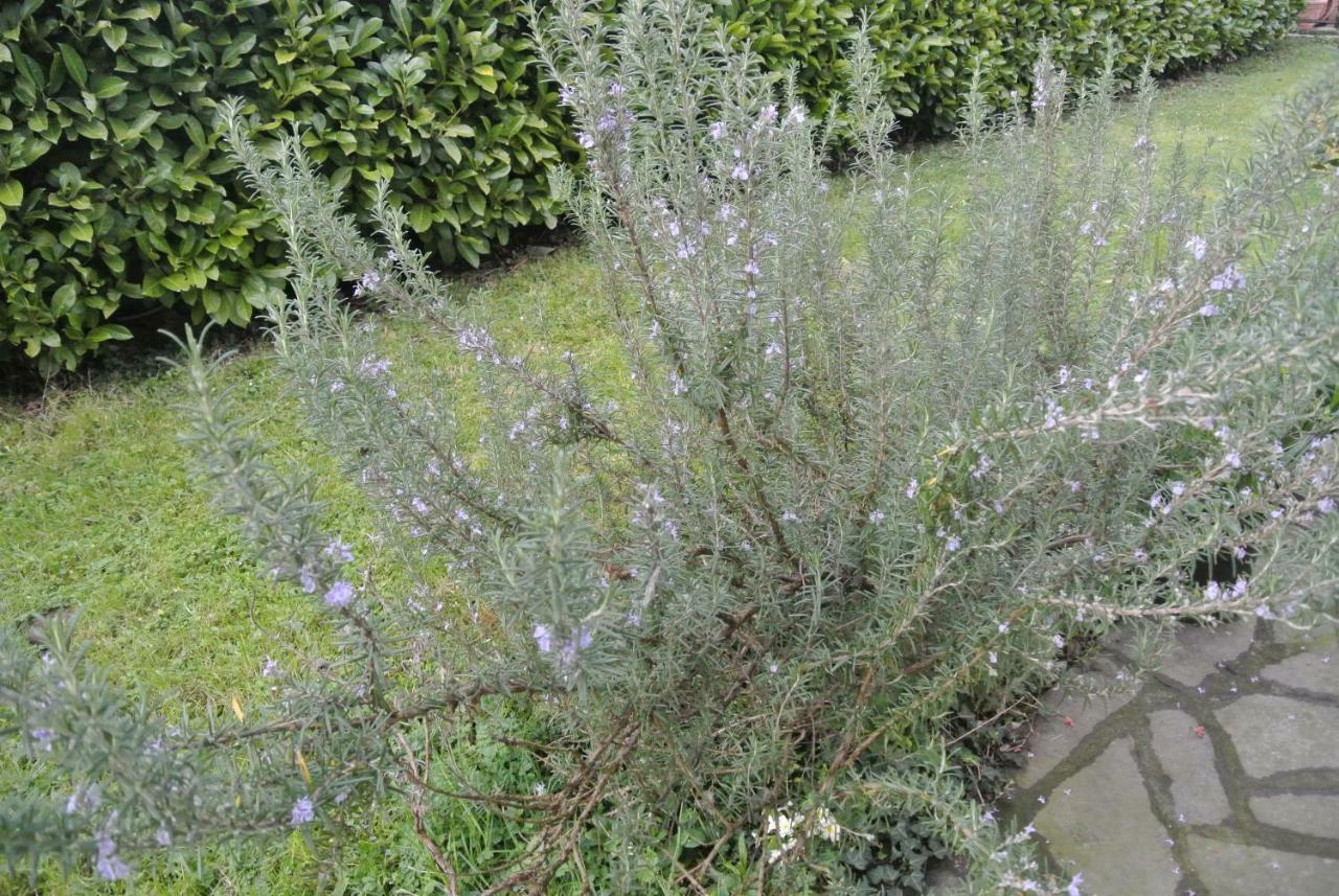 Piano di Follo B&B La Damigiana Fioi מראה חיצוני תמונה
